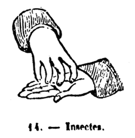INSECTS